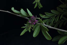 Image of Lonchocarpus lanceolatus Benth.