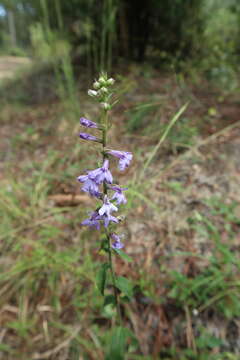 Image of downy lobelia