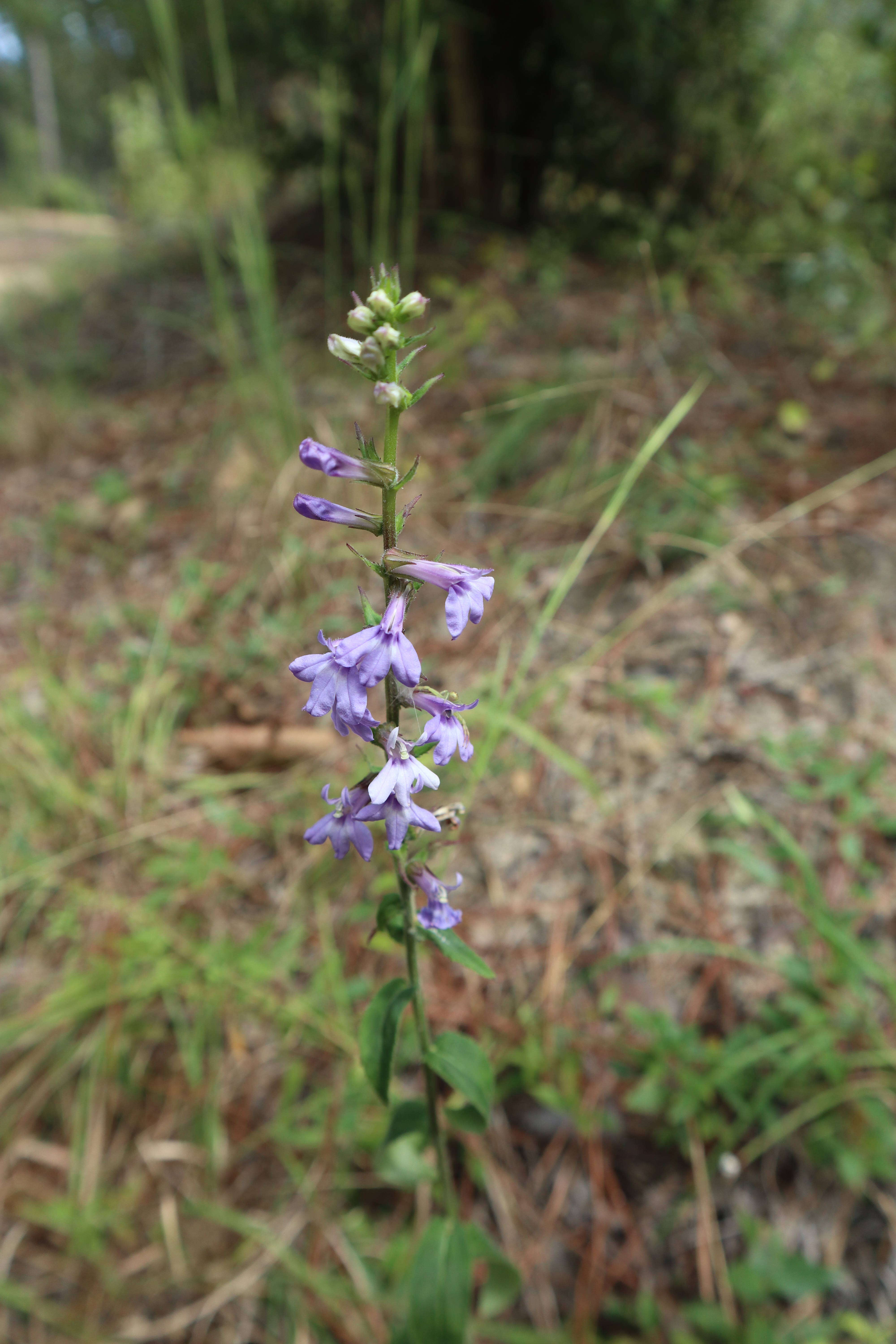 Image de Lobelia puberula Michx.