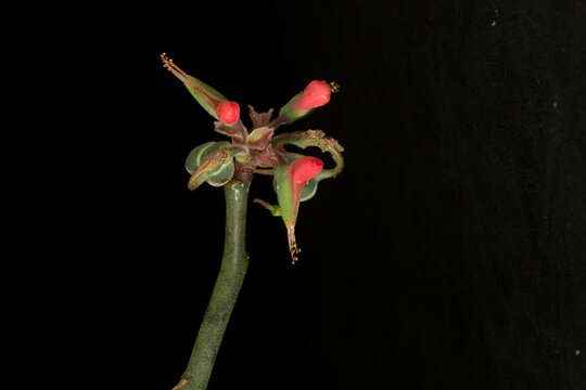 Image of Euphorbia cymbifera (Schltdl.) V. W. Steinm.