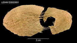 Image of Gymnopatagus magnus A. Agassiz & H. L. Clark 1907