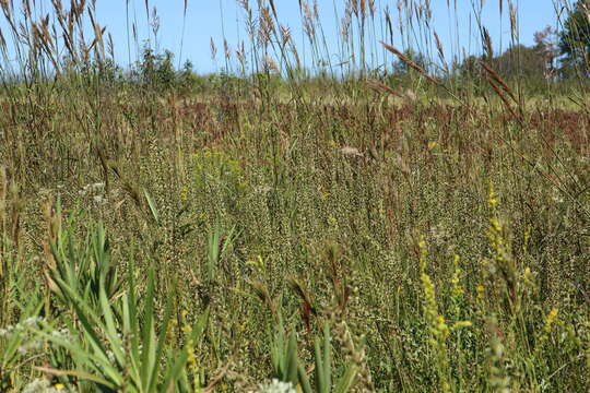 Image of dense blazing star