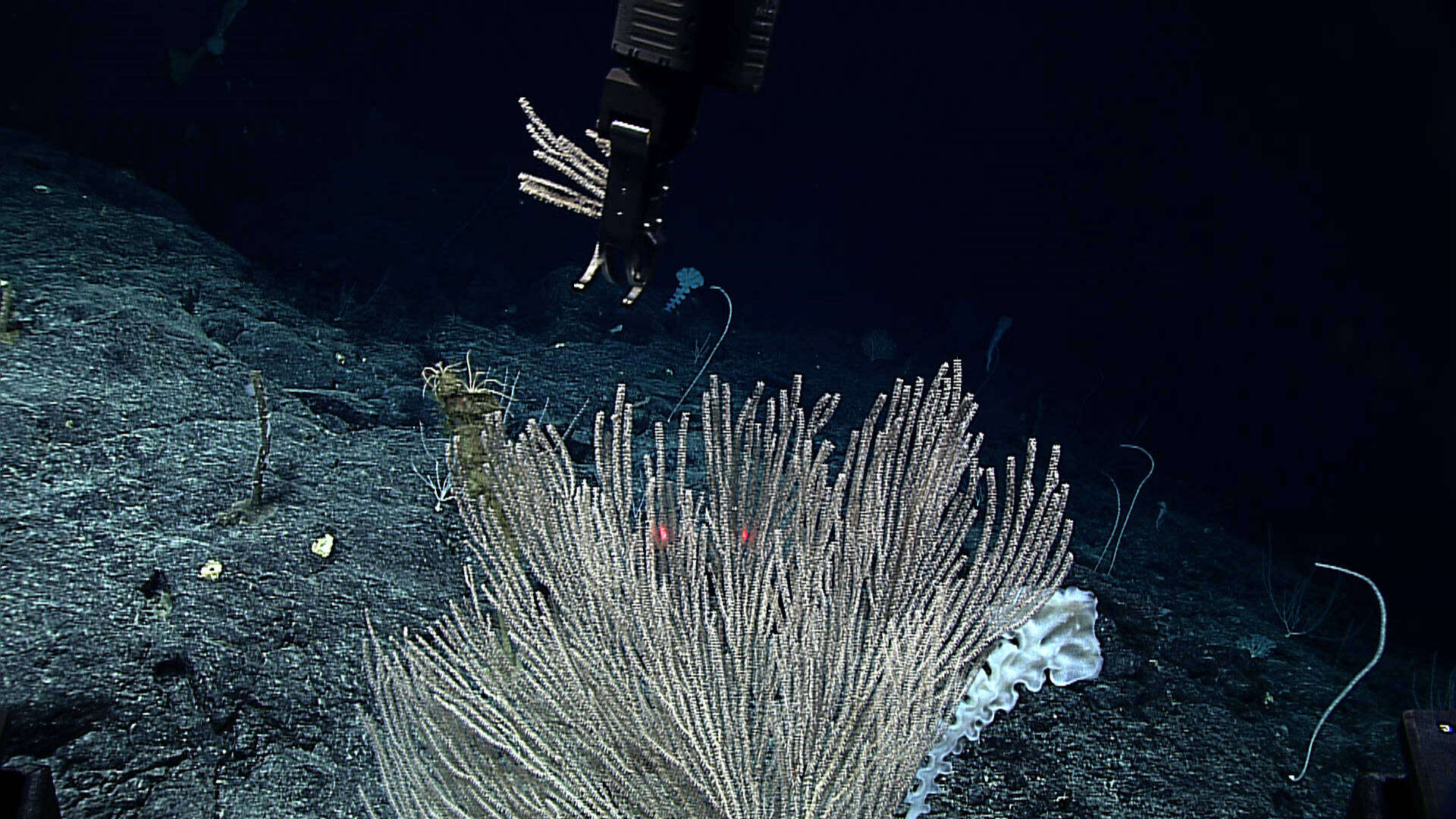 Image of Narella virgosa Cairns 2018