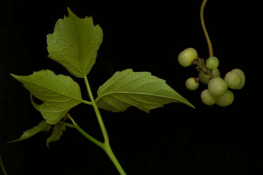 Image of Cissus microcarpa M. Vahl