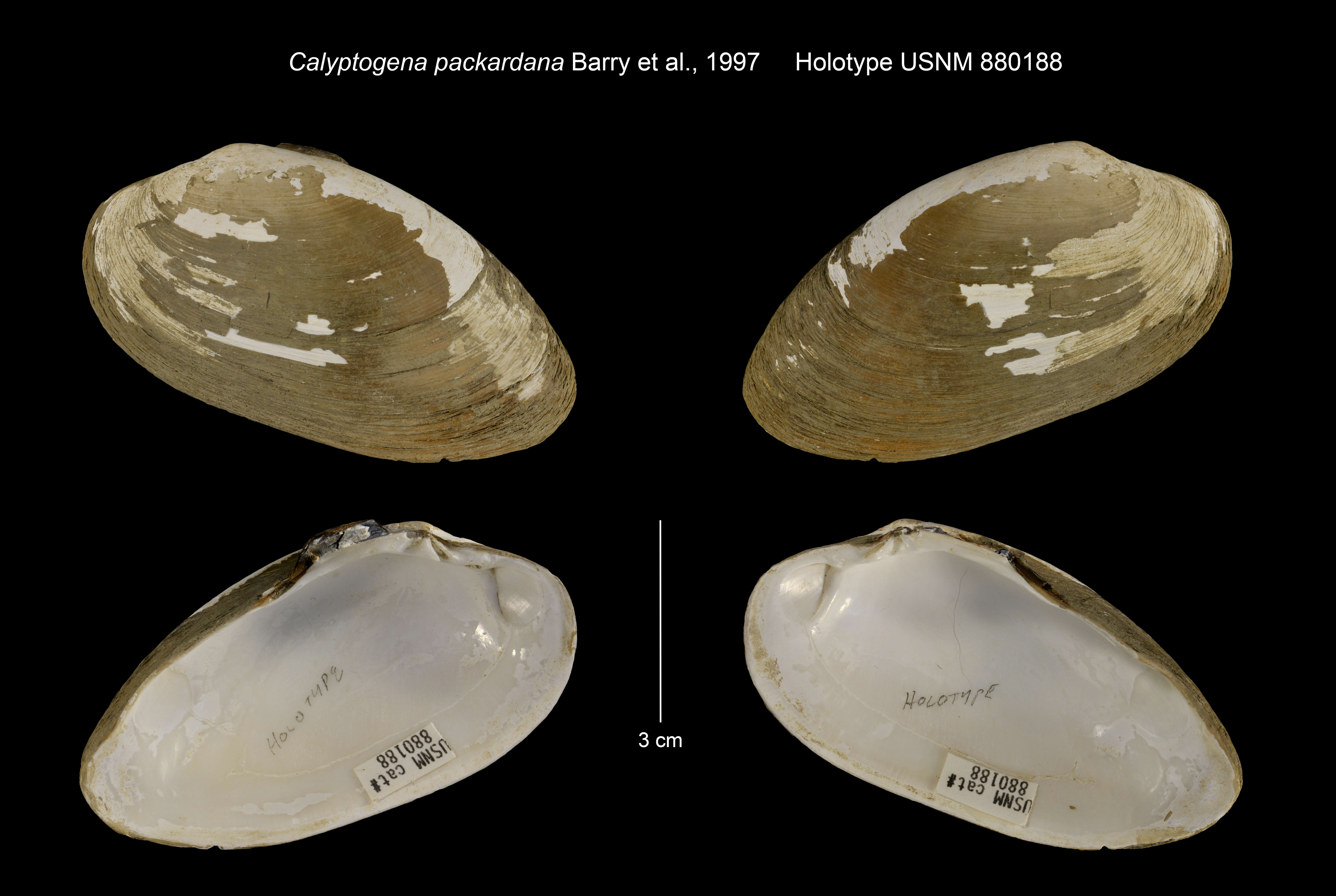 Image of Calyptogena packardana Barry, Kochevar, Baxter & Harrold 1997