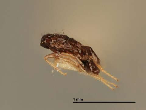 Image of Aceratoneuromyia