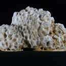 Image of Favites abdita (Ellis & Solander 1786)