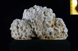 Image of Honeycomb coral