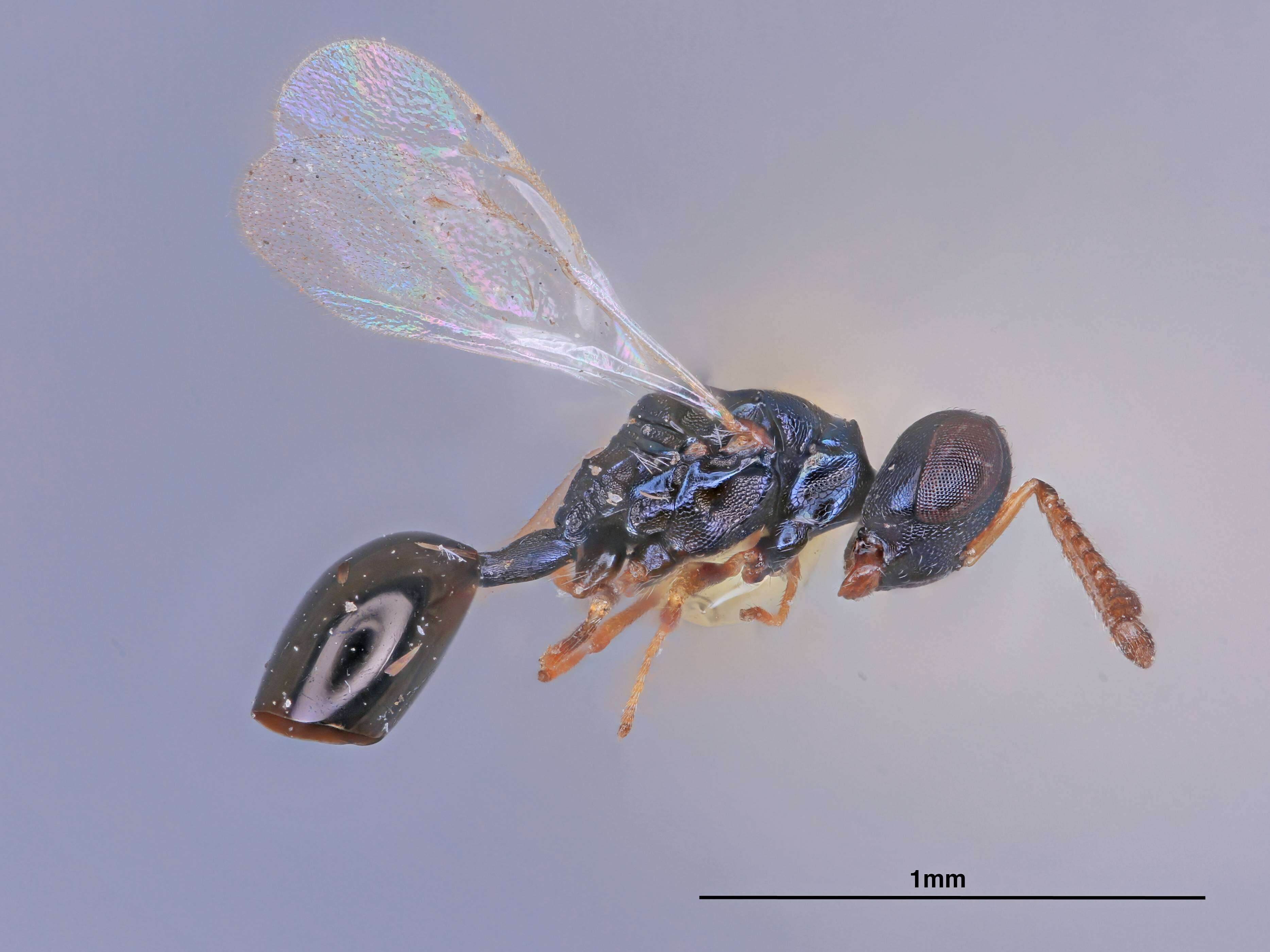 Plancia ëd Cryptoprymna dixiana Heydon 1988