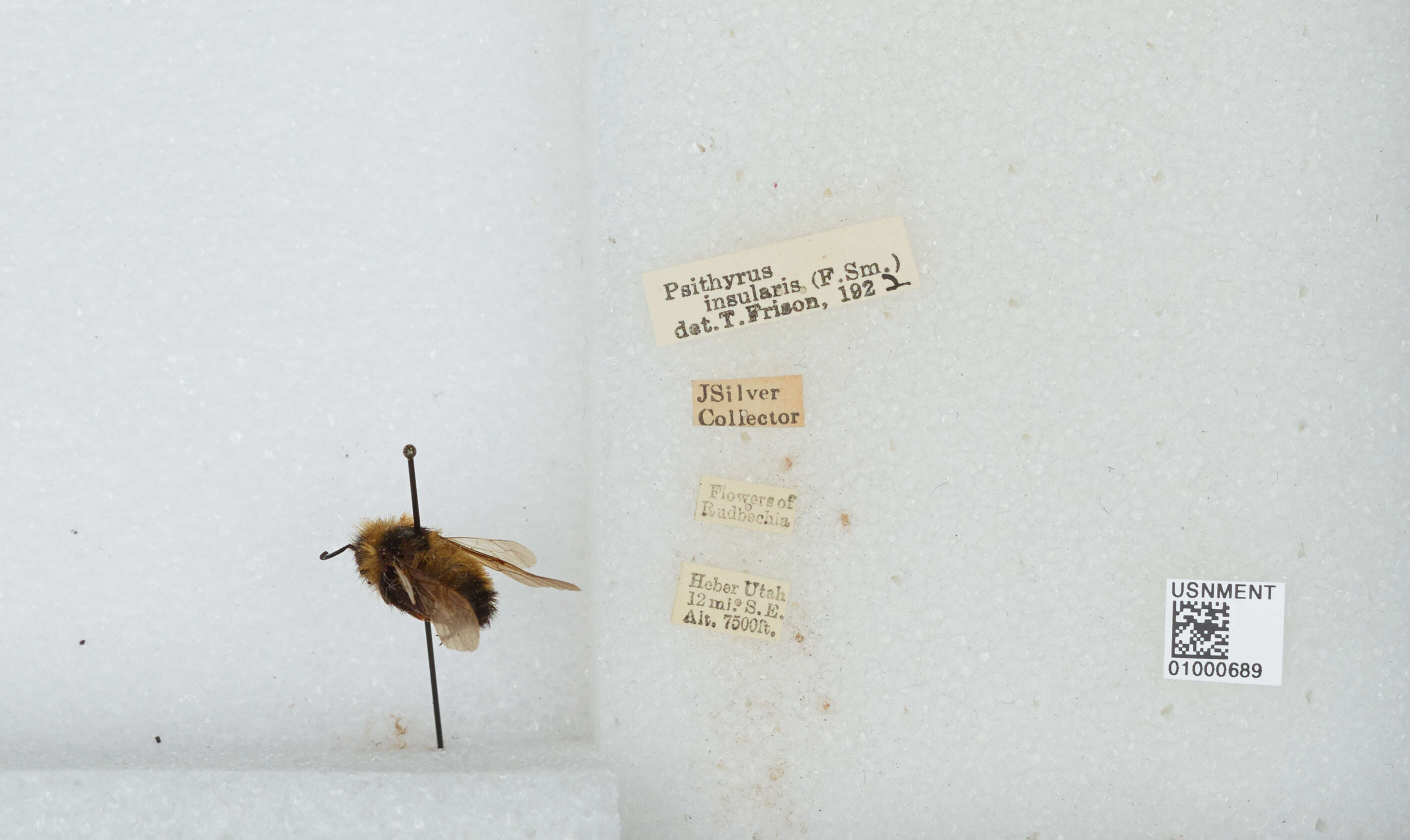 Image de Bombus insularis (Smith 1861)