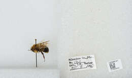 Слика од Bombus affinis Cresson 1864