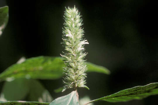 Lepidagathis alopecuroidea (Vahl) R. Br. ex Griseb. resmi