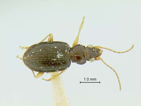 Image of Bembidion jamaicense Darlington 1934