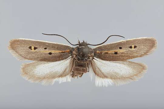 Image of Ethmia umbrimarginella Busck 1907