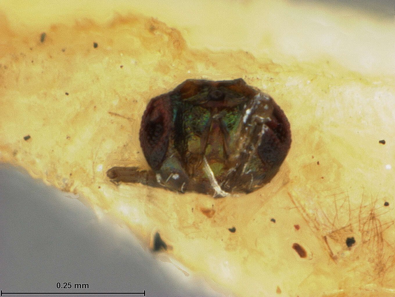 صورة Chrysonotomyia metallica (Ashmead 1894)