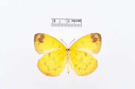 Image of Eurema simulatrix (Staudinger 1891)