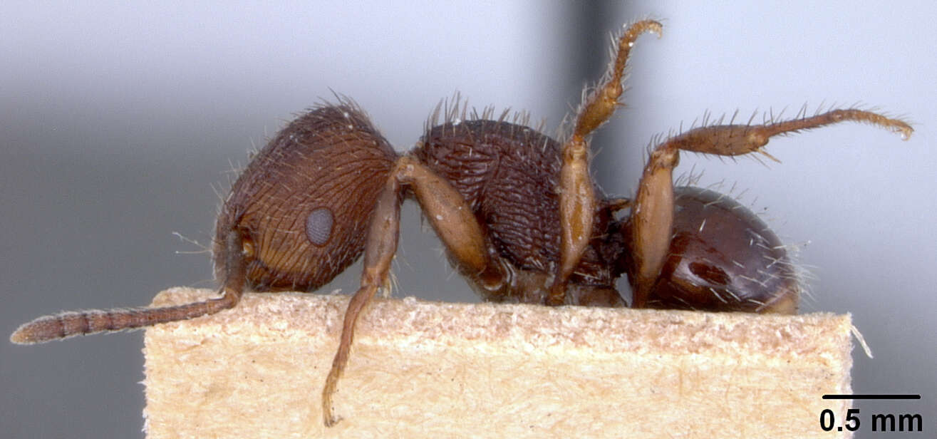 Image of Pogonomyrmex schmitti sublaevigatus Wheeler & Mann 1914