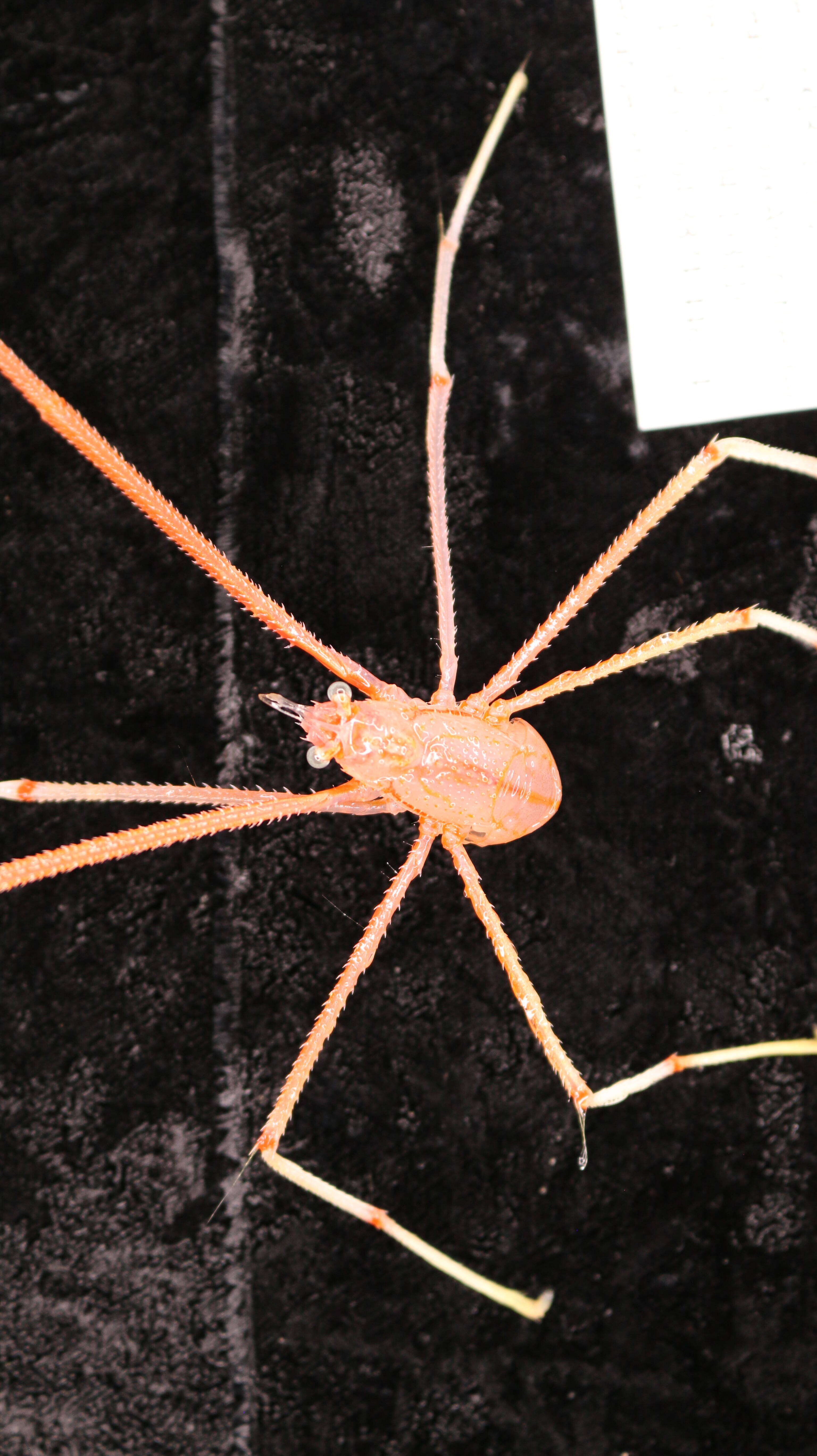 Image of Gastroptychus spinifer (A. Milne Edwards 1880)