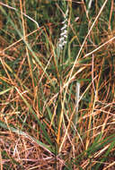 Image of northern slender lady's tresses