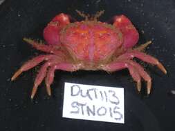 Image de Glebocarcinus oregonensis (Dana 1852)