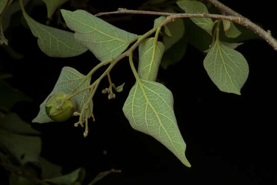 Image of Cordia seleriana Fern.