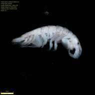 Image of Amphipoda