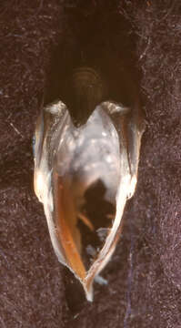 Image of Atlantic bird squid