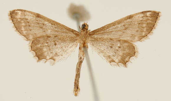 صورة Eumacrodes excilinea Warren 1906