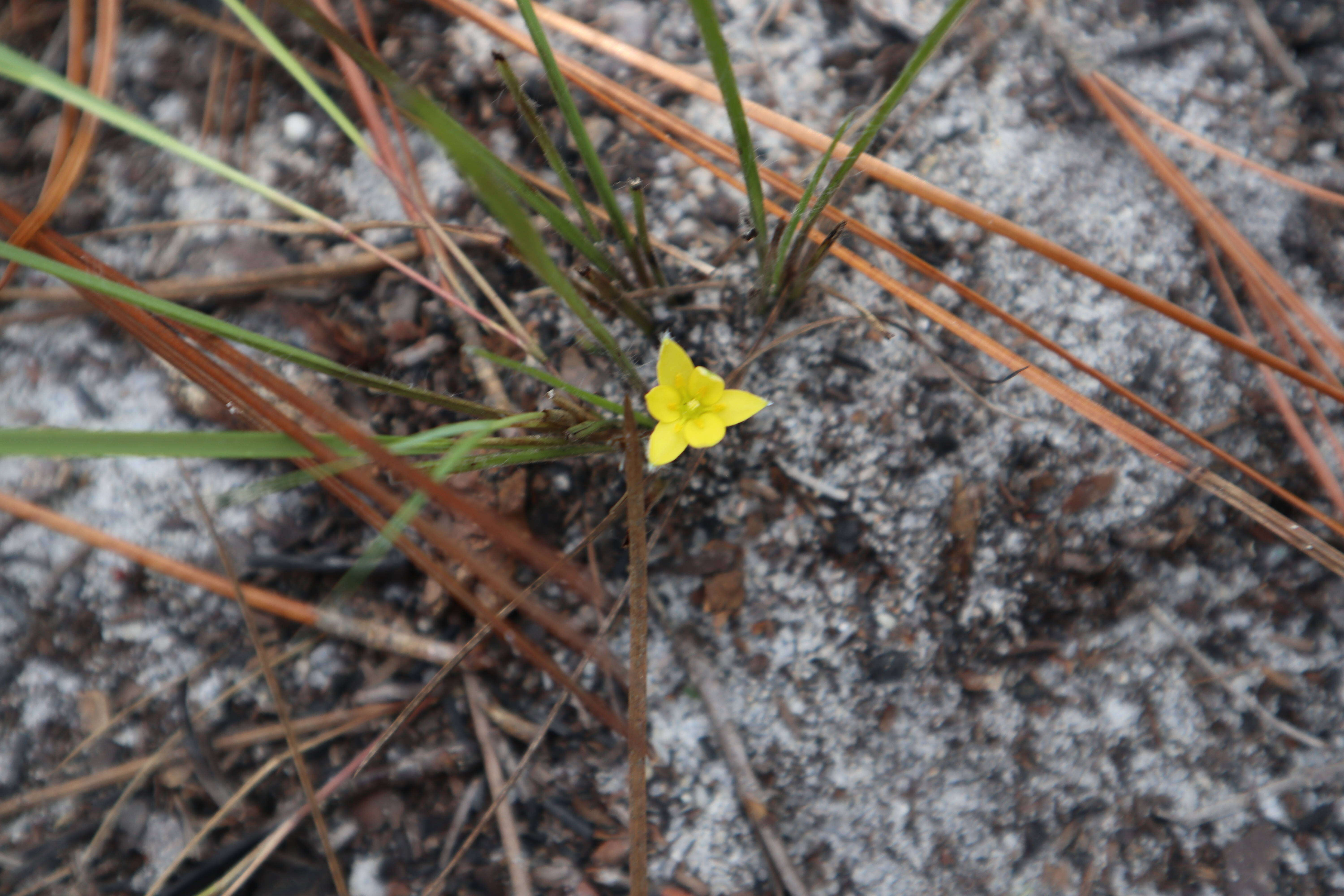 Image of Bristle-Seed Yellow Star-Grass