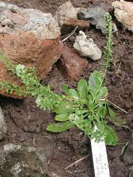 Sivun <i>Lepidium bidentatum</i> var. <i>o-waihiense</i> (Cham. & Schltdl.) Fosberg kuva