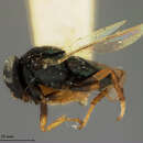 Image of Rhytidothorax marlatti Ashmead 1900