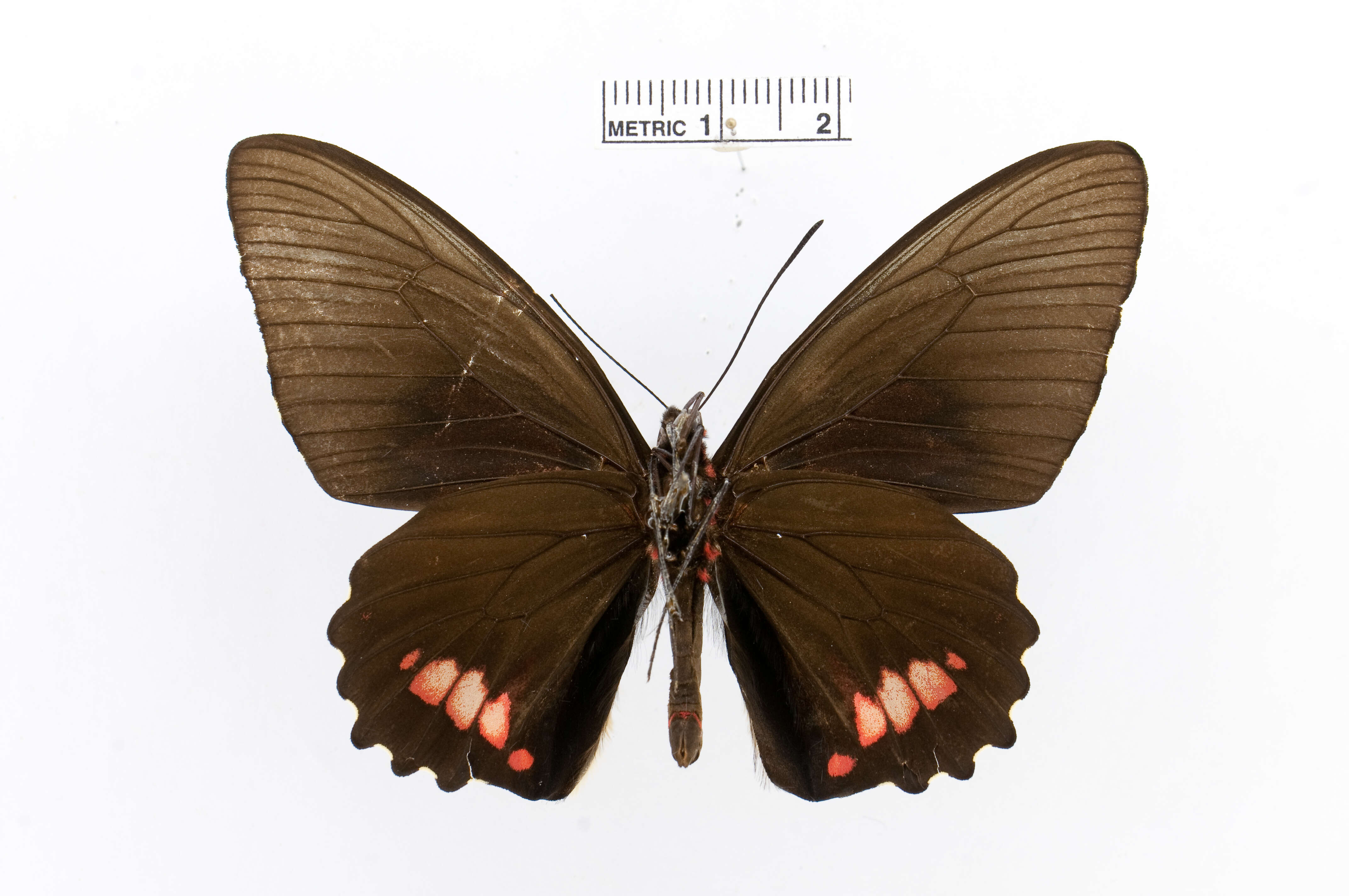 Sivun Parides sesostris (Cramer (1779)) kuva