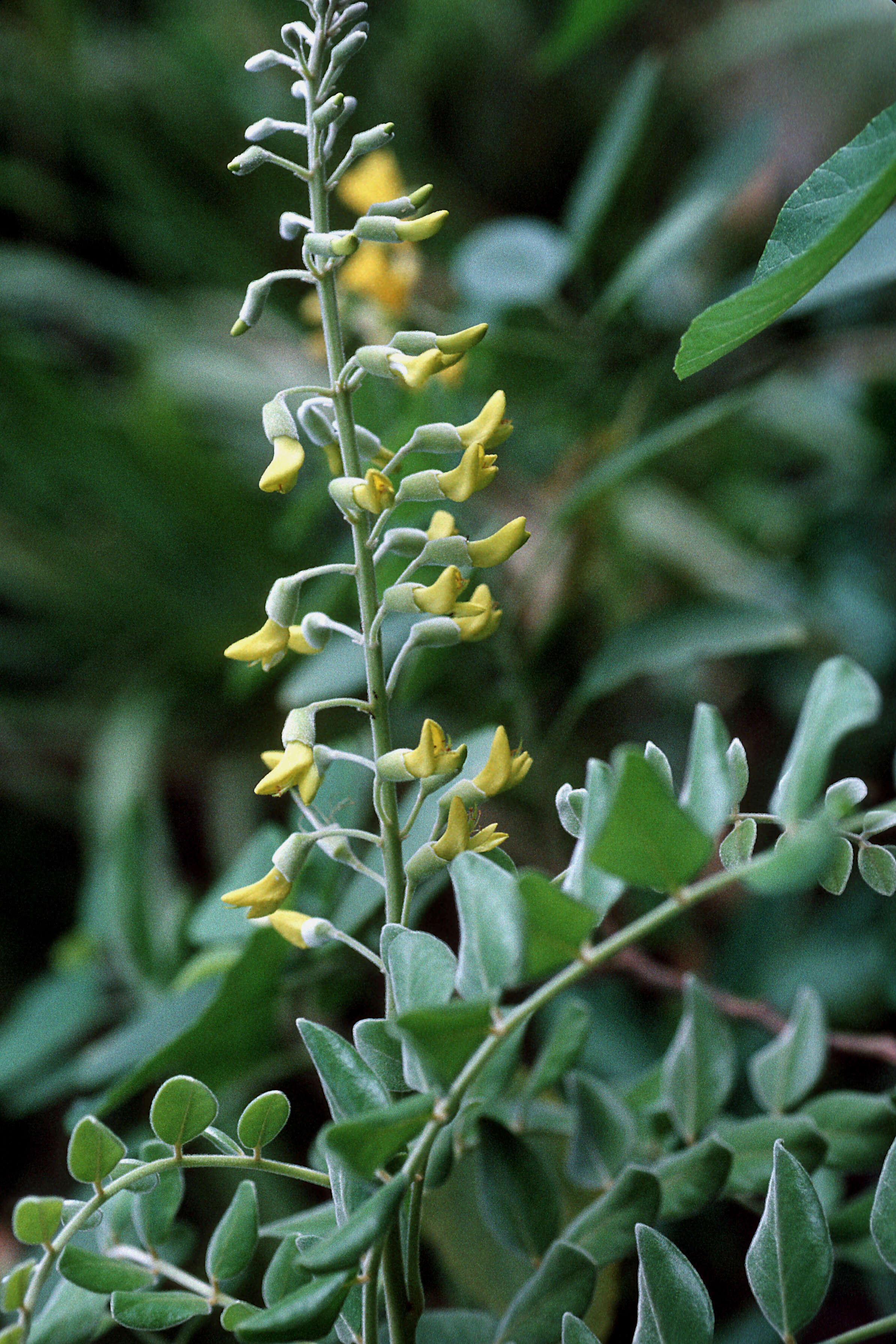 Image of yellow necklacepod