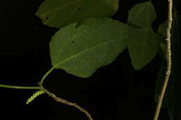 Image of Acalypha schiedeana Schltdl.