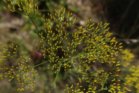 Image of Pineland Rayless-Goldenrod