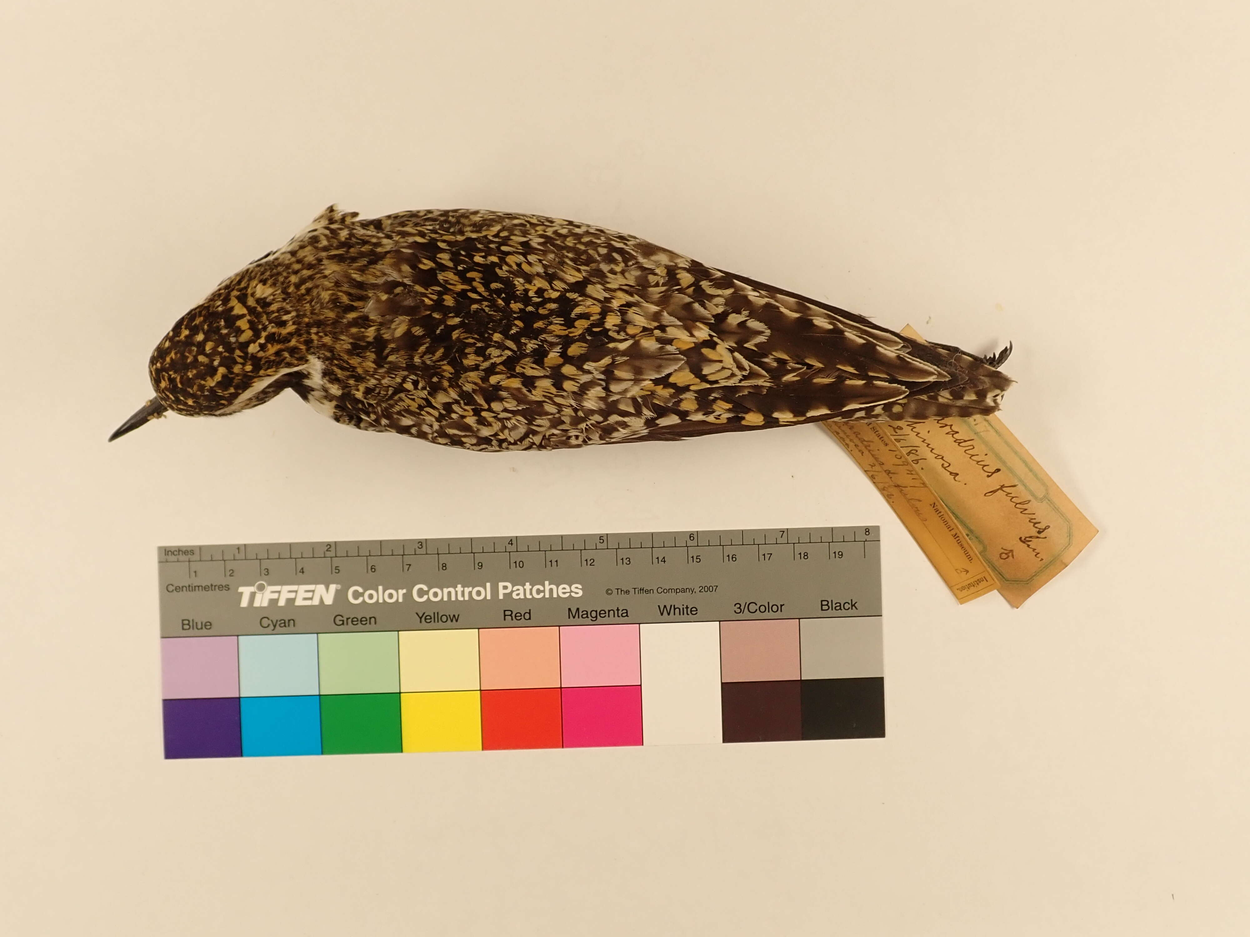 Image of Pacific Golden Plover