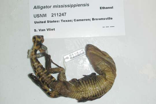 Image of alligators