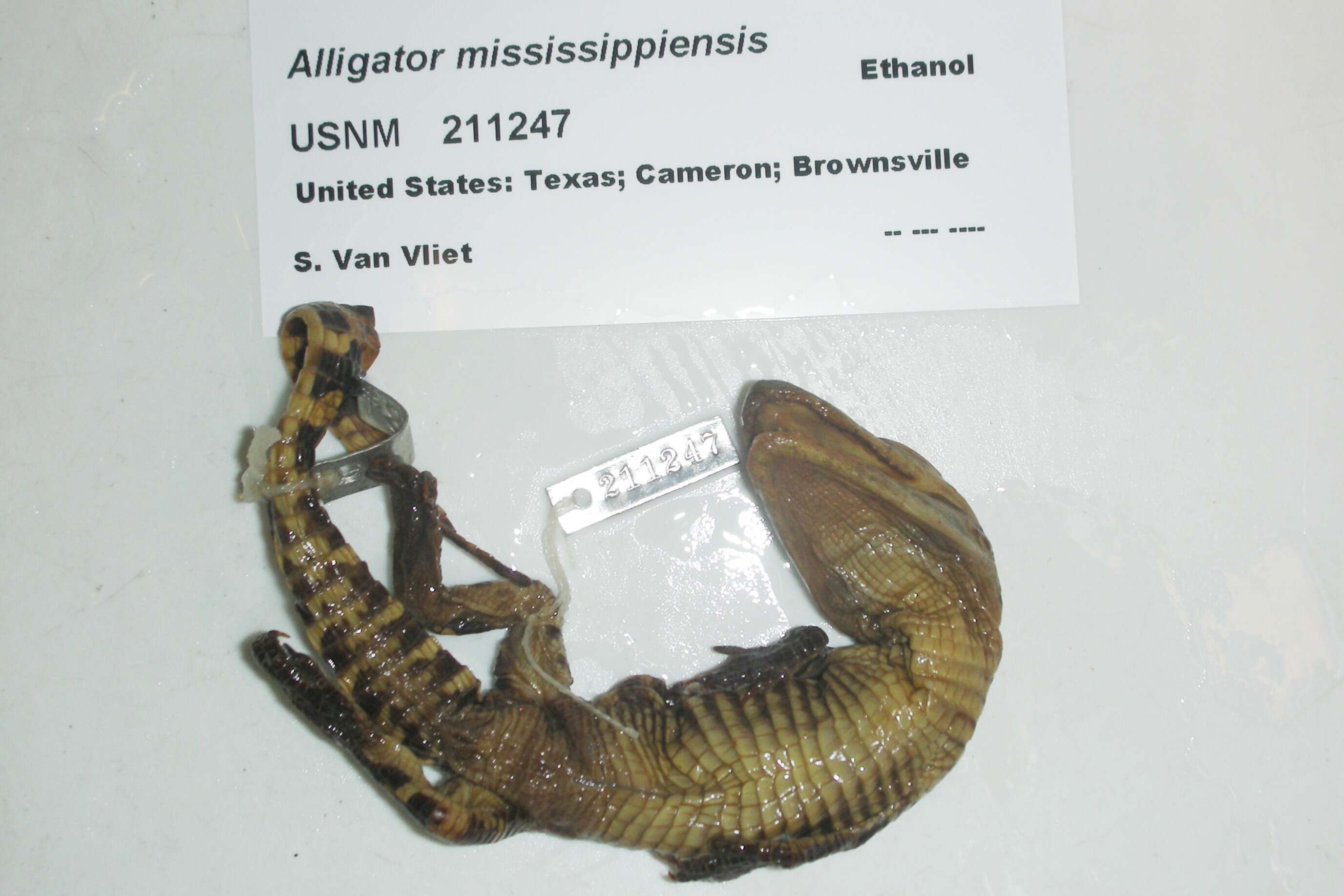 Image of alligators