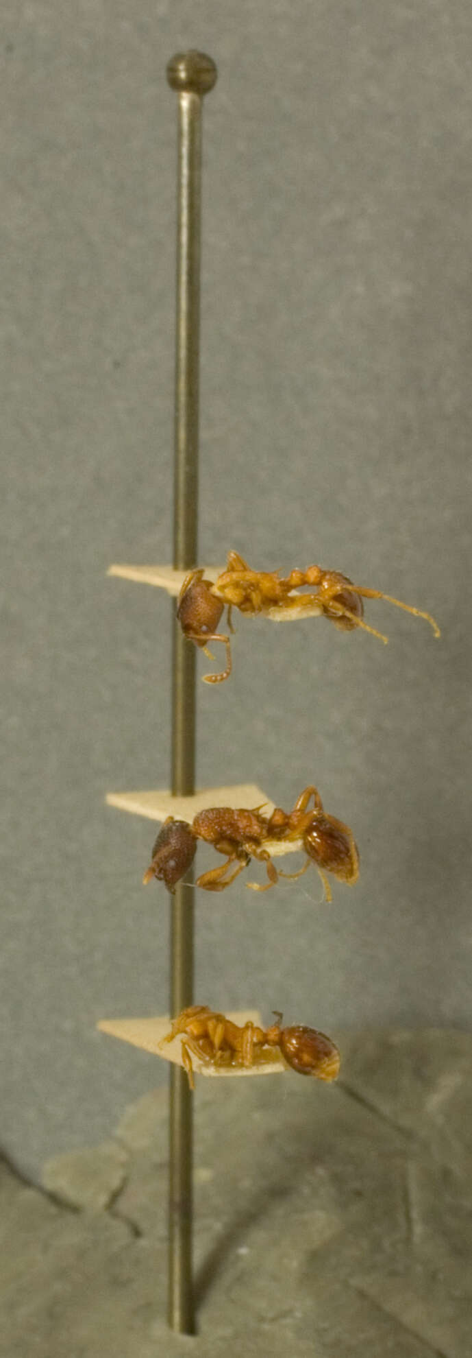 Image of Myrmica brevinodis var. subalpina Wheeler