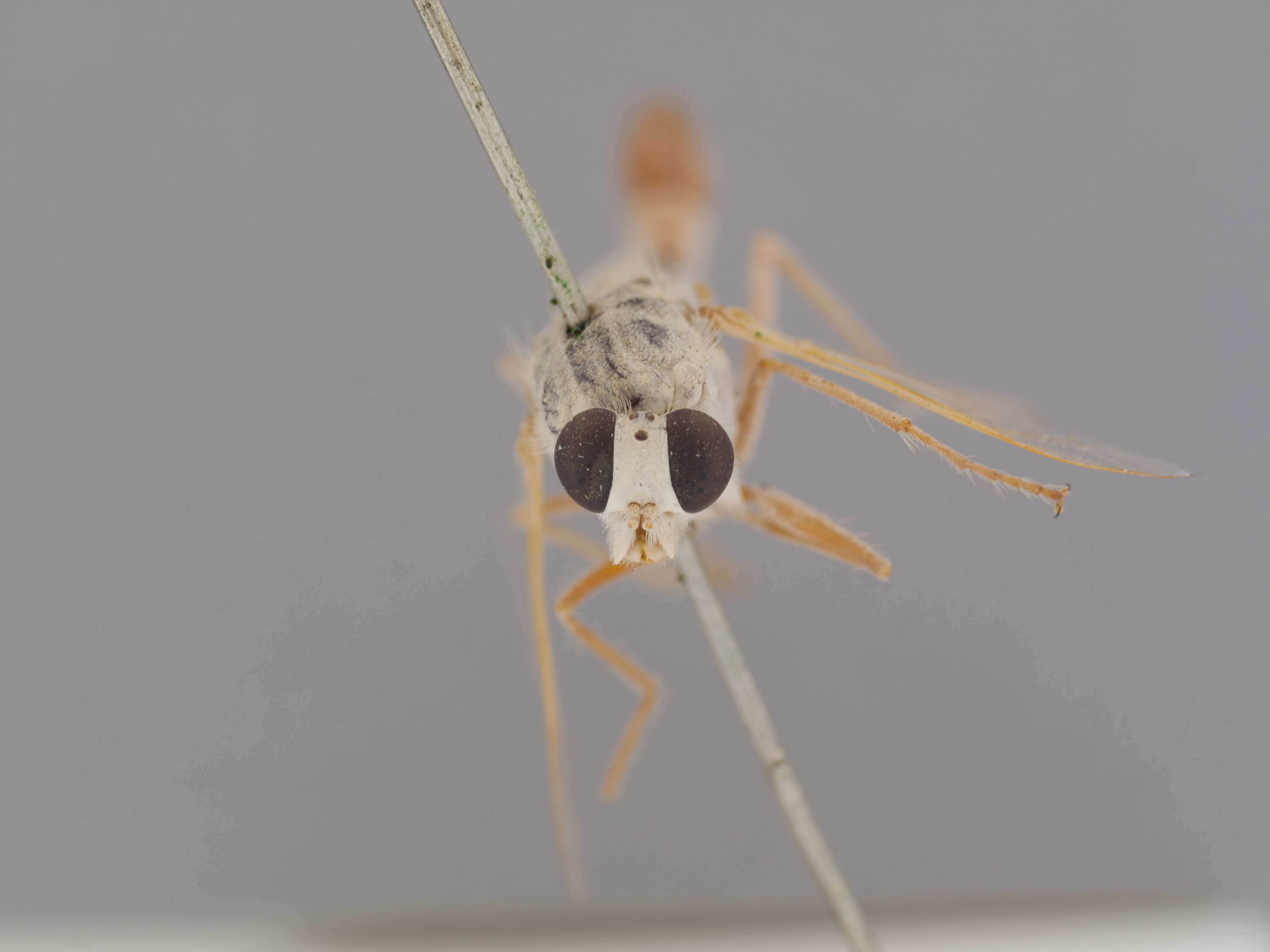 Image of Apiocera interrupta Painter 1938