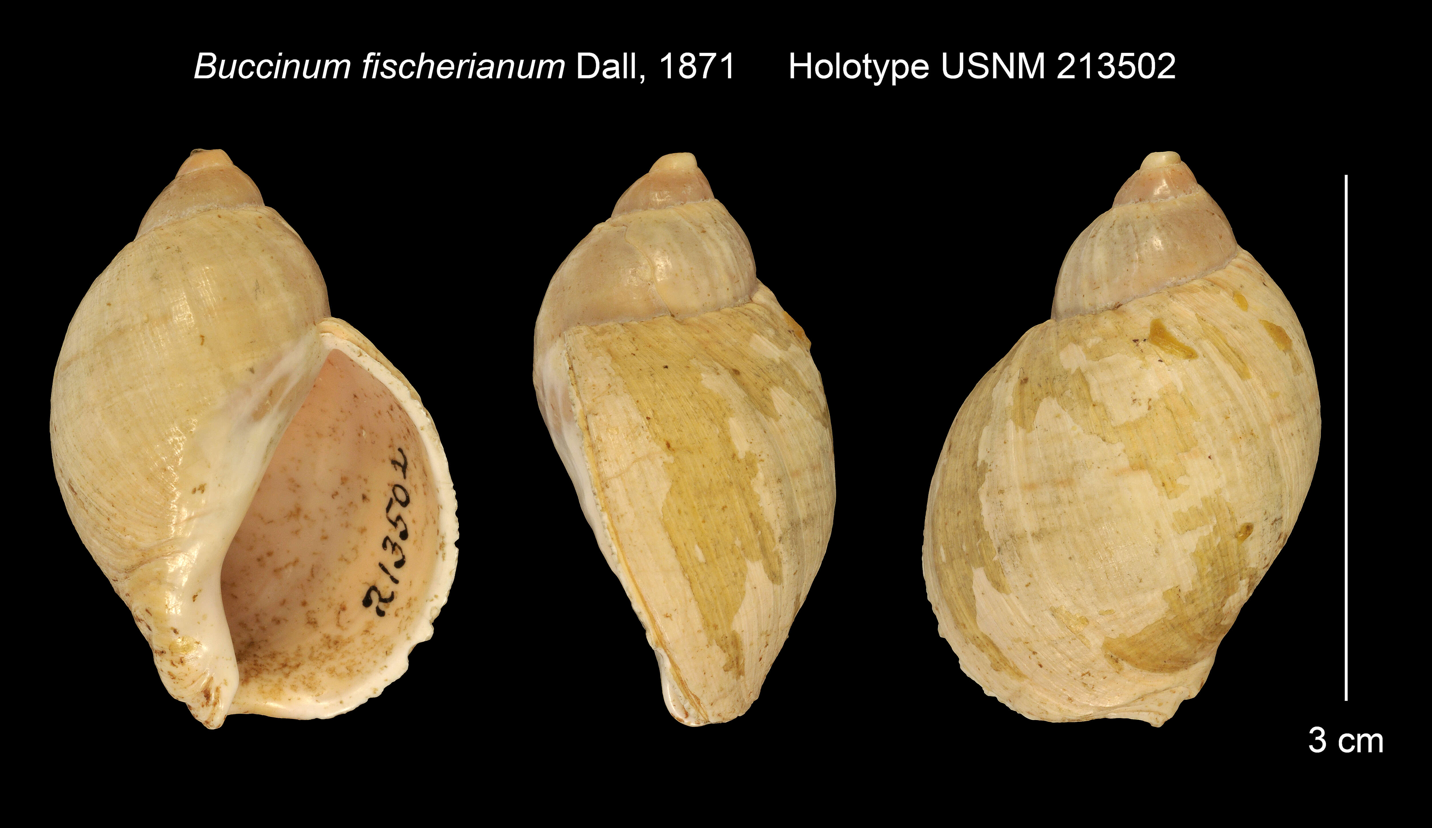 <i>Buccinum fischerianum</i> resmi