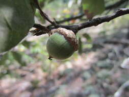 Image of Bluejack Oak