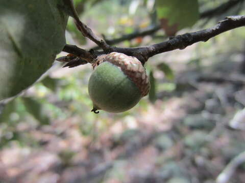 Image of Bluejack Oak