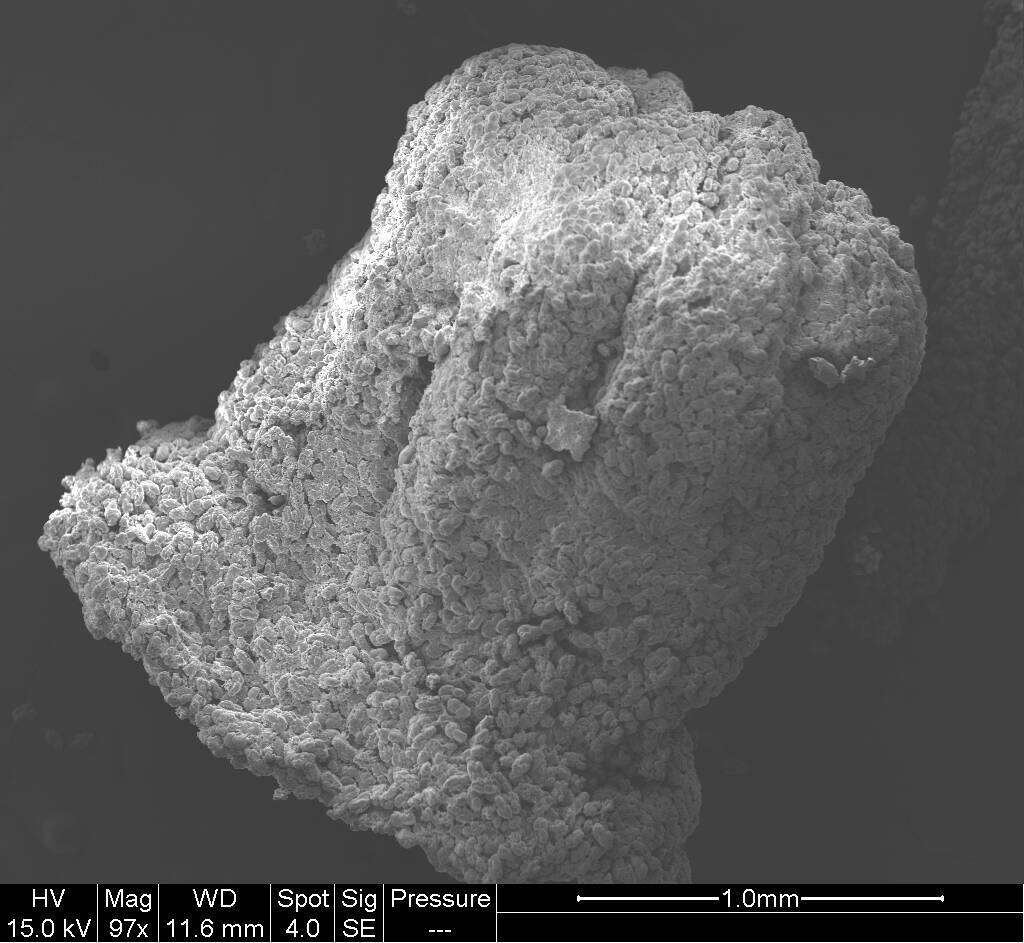 Image of Hemicorallium abyssale (Bayer 1956)
