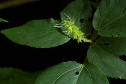 Image of Acalypha schiedeana Schltdl.