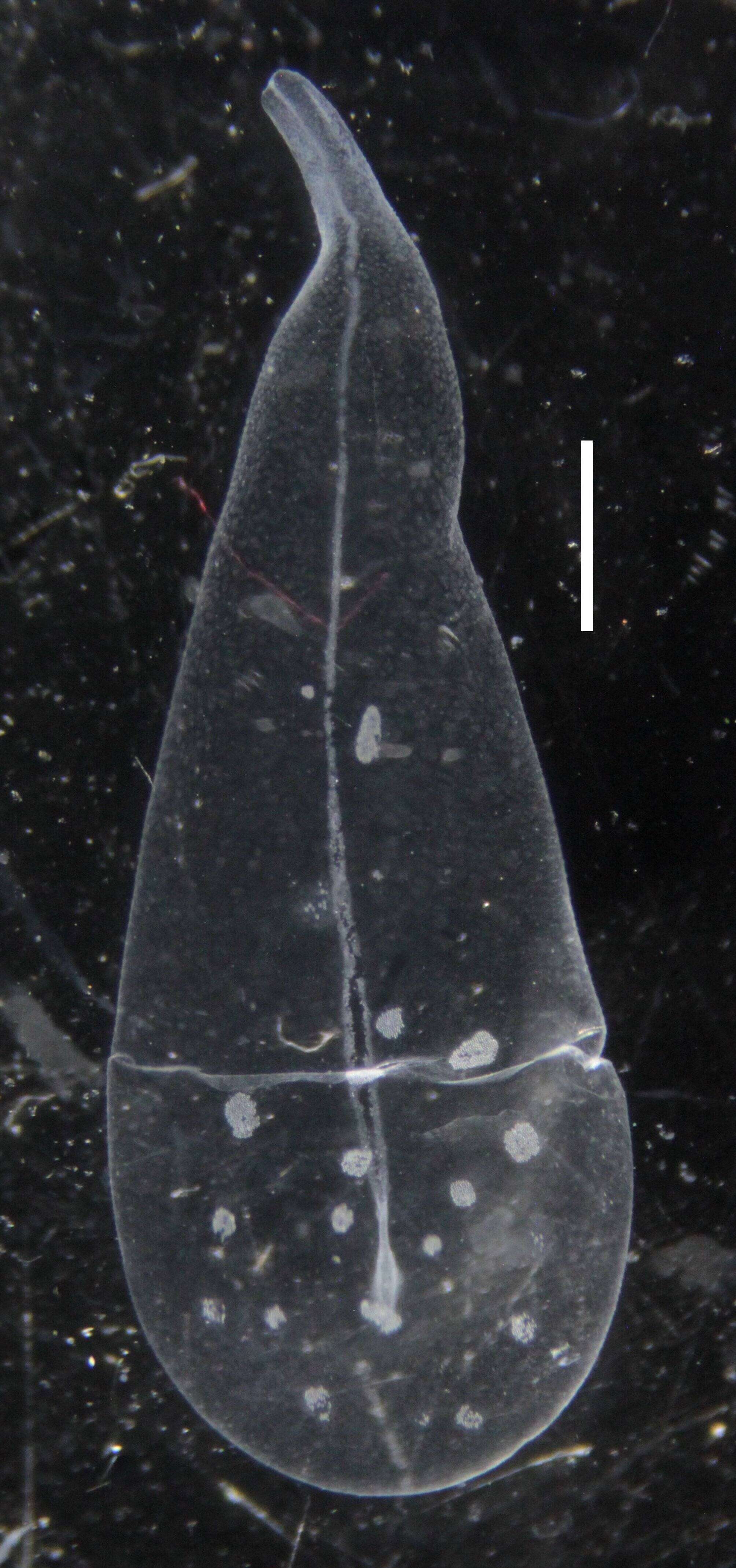 Image of Apolemia lanosa Siebert, Pugh, Haddock & Dunn 2013