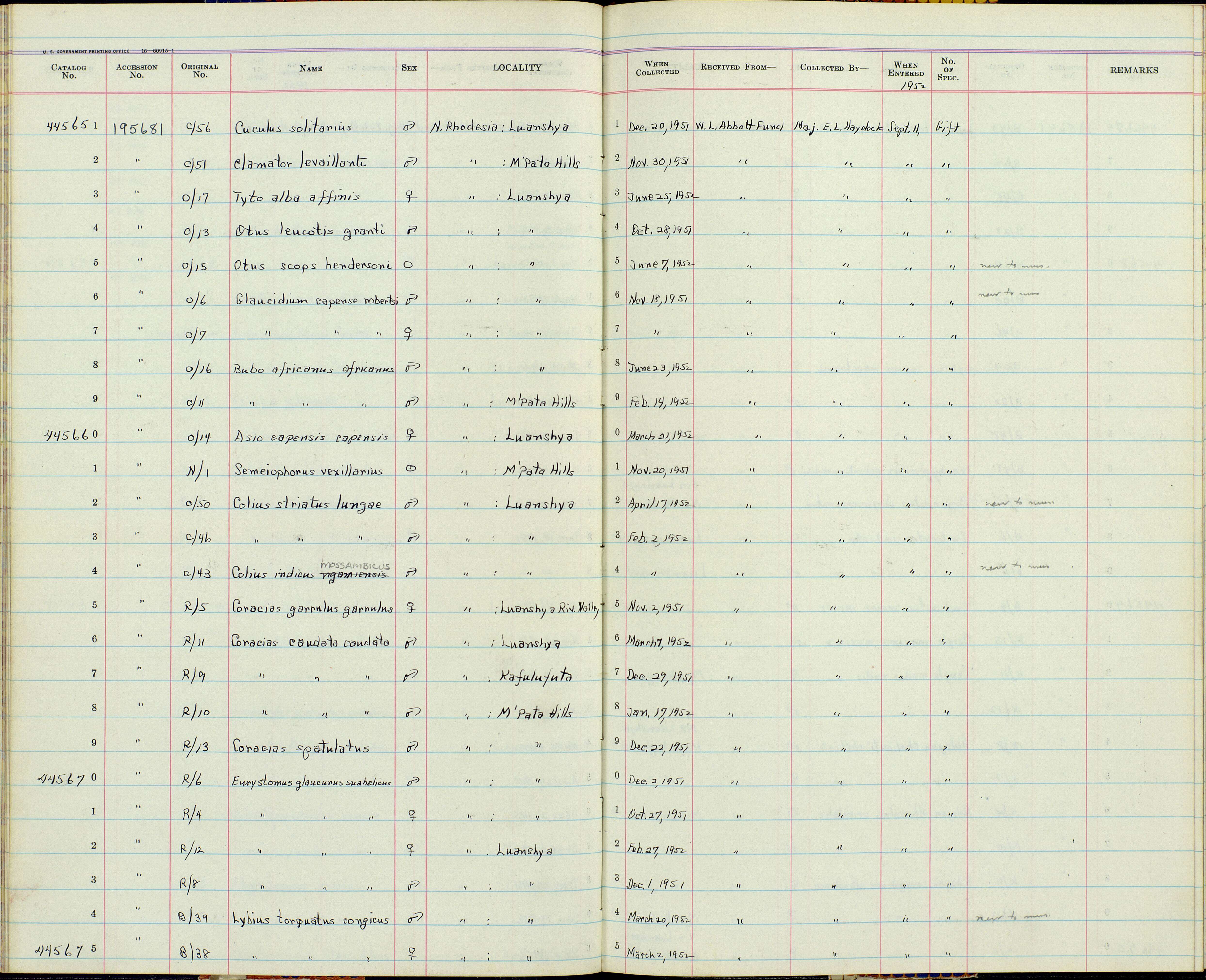 Colius striatus congicus Reichenow 1923 resmi