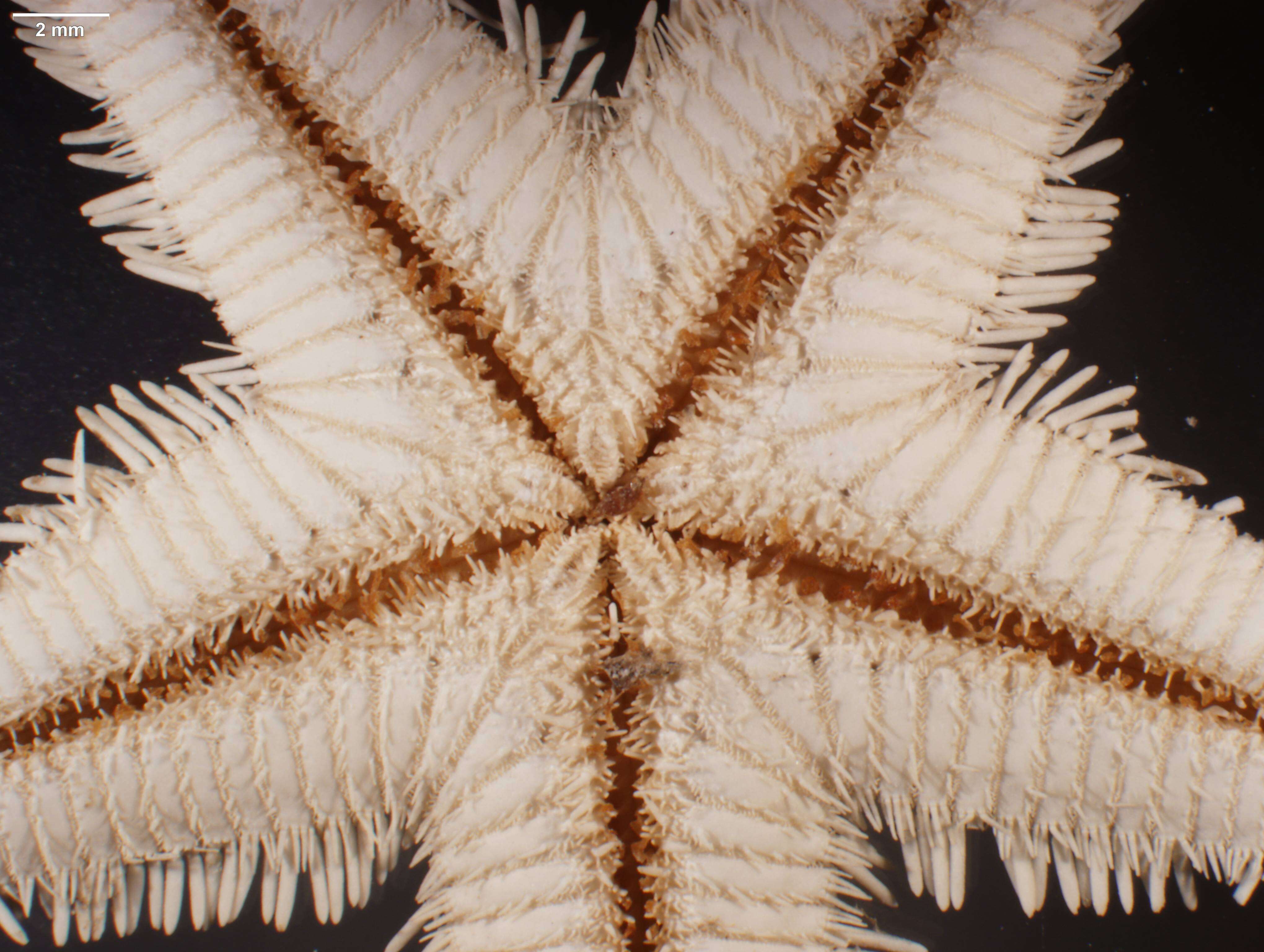 Image of Astropecten marginatus Gray 1840