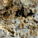 Image of Culicia stellata Dana 1846