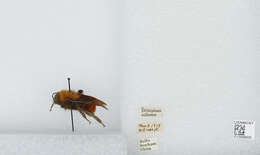 Image of Bombus atripes Smith 1852